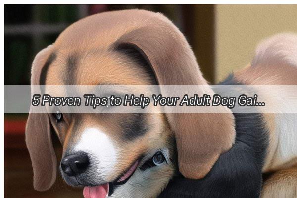 5 Proven Tips to Help Your Adult Dog Gain Weight and Feel Fabulous